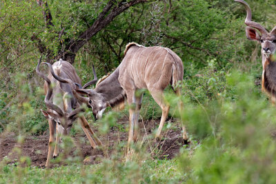 Kudu sparring
