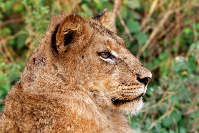 Lion portrait