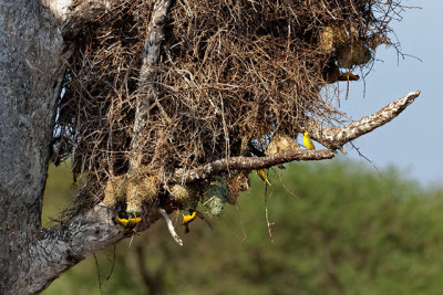Masked Weaver nests