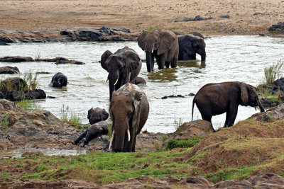 Elephants in the Letaba River