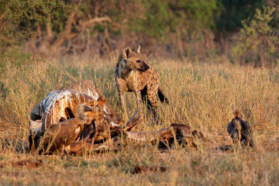 Hyena