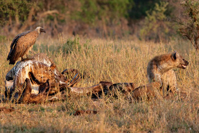 White-backed vulture and Hyena on alert