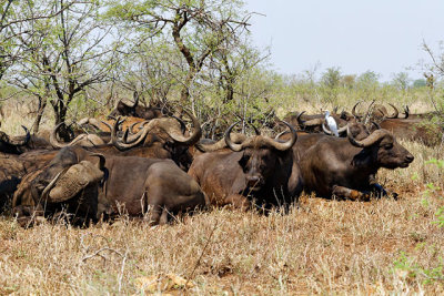 Buffalo siesta