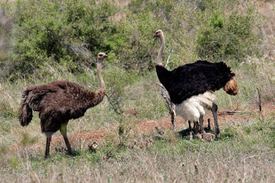 Ostrich family