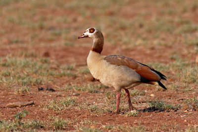 Egyptian Goose