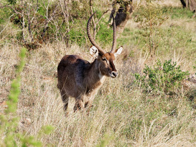 Waterbuck