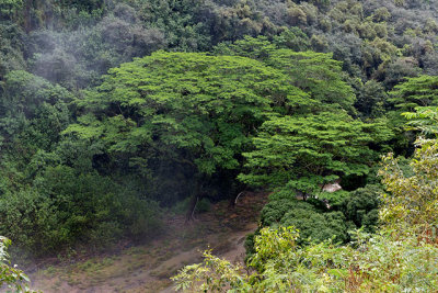 Umbrella tree below Wailua Falls