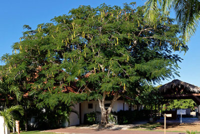 Royal Poinciana, or Flamboyant tree