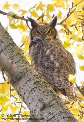 Central Park Owls