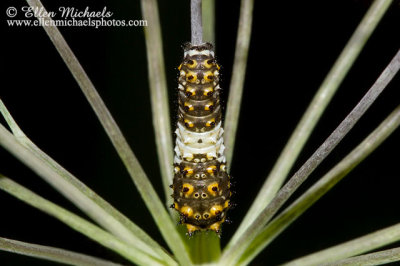 Black Swallowtail Caterpillar - First Instar