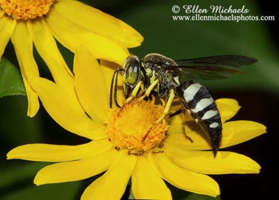 Four-banded Stink Bug Hunter Wasp