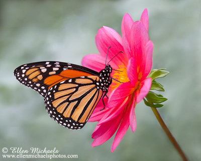 Monarch Butterfly