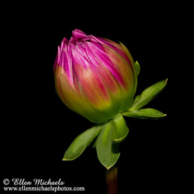 Dahlia Bud