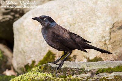 Common Grackle