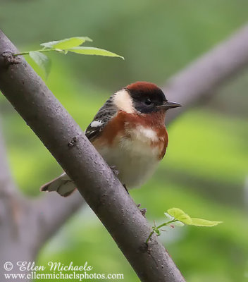 Bay-breasted Warbler