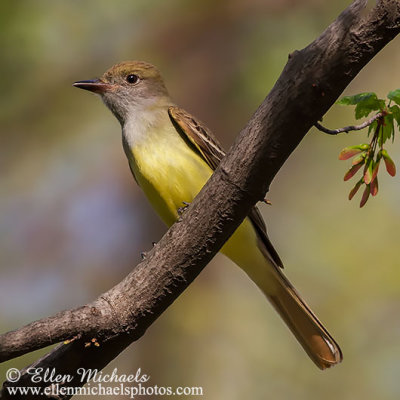 Great Crested Flycatcher