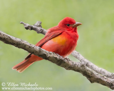 Summer Tanager