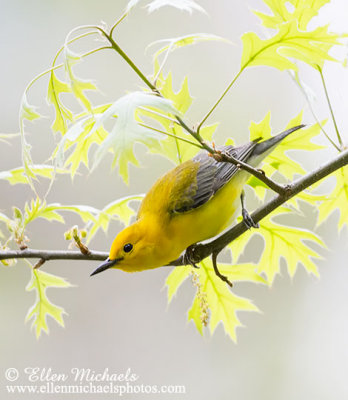 Prothonotary Warbler