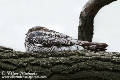 Common Nighthawk