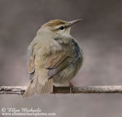 Swainson's Warbler