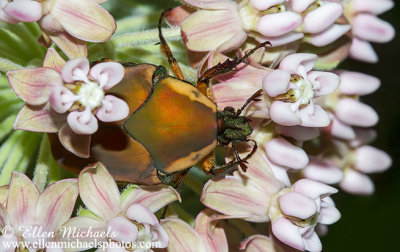 Green June Beetle