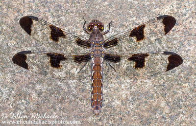 Central Park Dragonflies & Damselflies