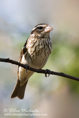 Rose-breasted Grosbeak - female