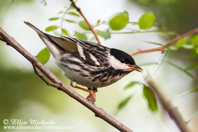 Blackpoll Warbler