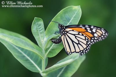 Monarch Laying an Egg