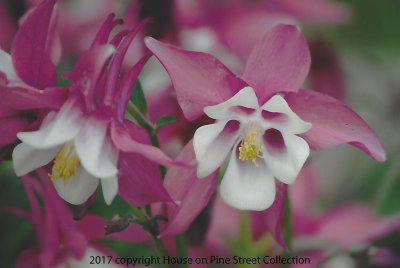 Columbine Blooms.jpg