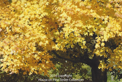 Fall Collection Volume 2