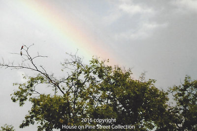 Promise After Rain.jpg