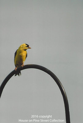 Nature's Beauty - Finch.jpg