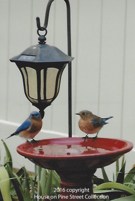 Friends Visiting - Eastern Bluebirds.jpg