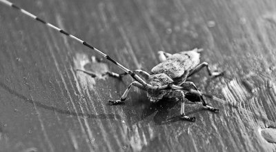 Animals BW