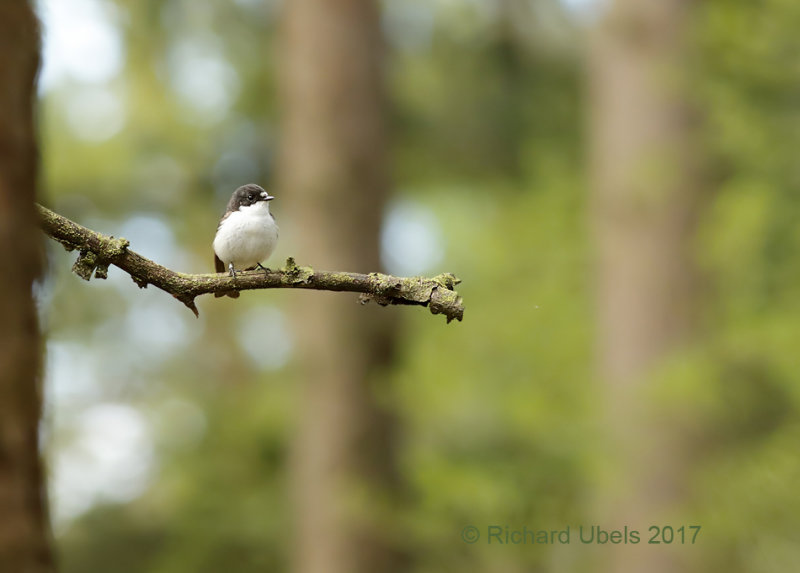 Bonte Vliegenvanger - European Pied Flycatcher - Ficedula hypoleuca