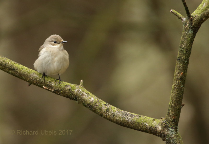 Bonte Vliegenvanger - European Pied Flycatcher - Ficedula hypoleuca