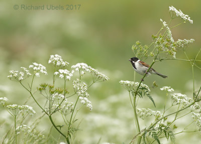 Rietgors - Common Reed Bunting
