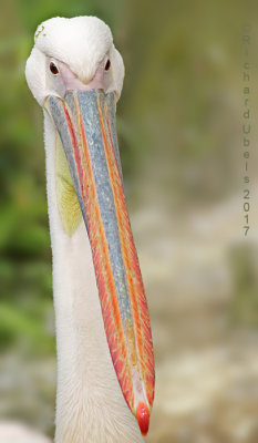 Roze pelikaan - Great White Pelican - Pelecanus onocrotalus