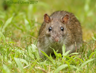 Bruine rat - Common Rat