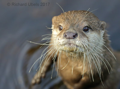 Aziatische kleinklauwotter - Asian Small-clawed Otter - Aonyx cinereus