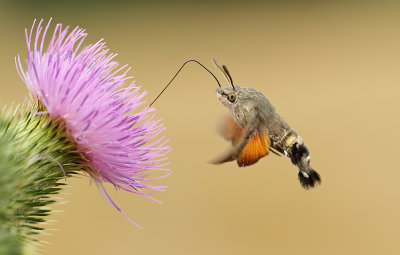 Kolibrievlinder - Humming-bird Hawk Moth