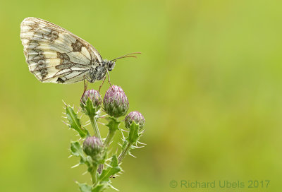Dambordje - Marbled White