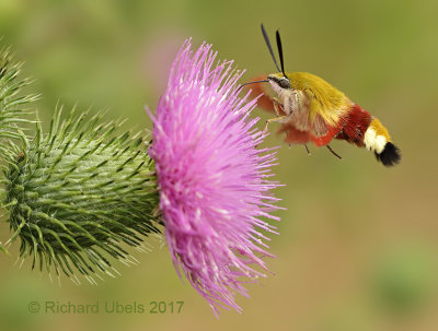 Glasvleugelpijlstaart - Broad-bordered Bee Hawk-moth