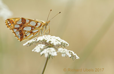 Kleine parelmoervlinder - Queen of Spain Fritillary - Issoria lathonia