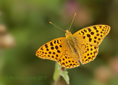 Kleine parelmoervlinder - Queen of Spain Fritillary