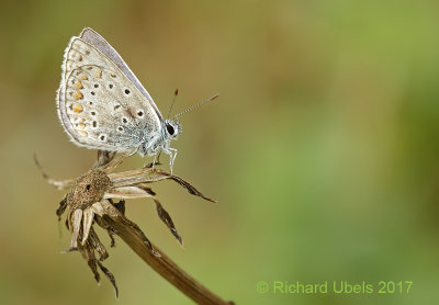 Icarusblauwtje - Common Blue Accepted - Polyommatus icarus