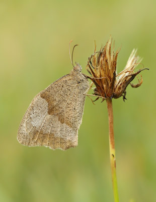 Bruin zandoogje - Meadow Brown