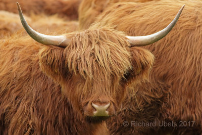 Schotse Hooglander - Scottisch Highland Cattle