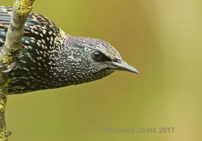 Spreeuw - Common Starling - Sturnus vulgaris